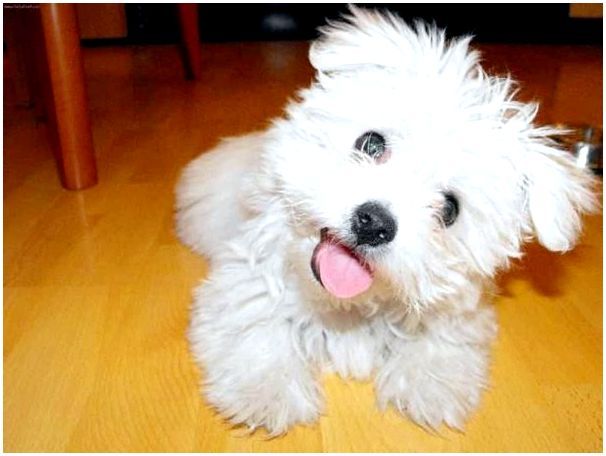 Фотографии мальтийская болонка порода собаки