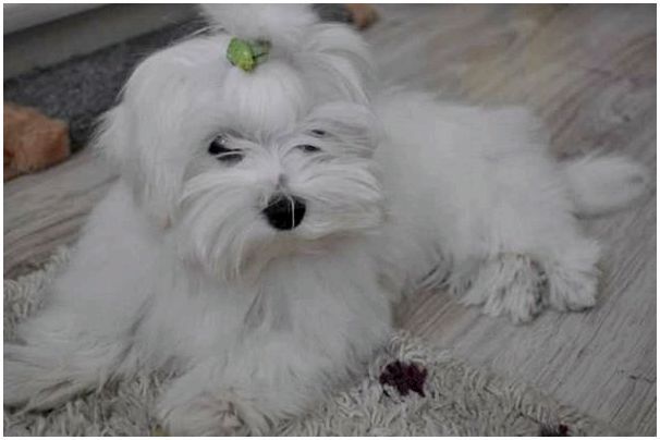 Мальтийская порода собак фото