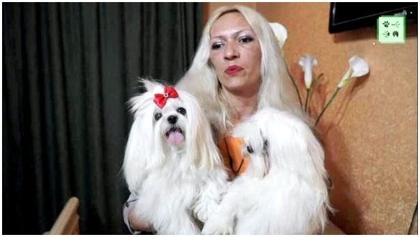 Мальтийская порода собак фото