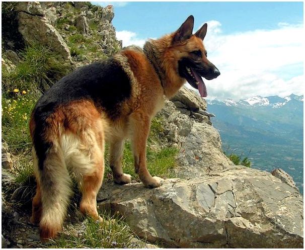 Собаки породы овчарка немецкая овчарка фото