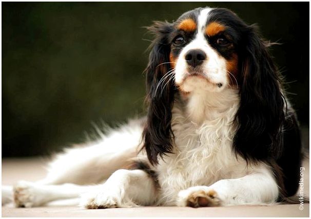 Название породы дружелюбных собак с фотографиями и названиями thumbnail