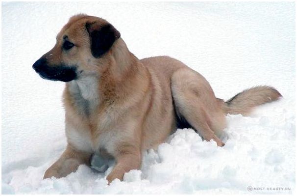 Чинук