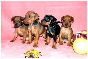 Самые маленькие породы собак в мире фото и цены thumbnail