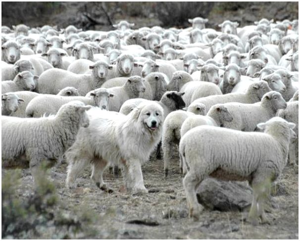 Итальянская мареммо-абруццкая овчарка пасет баранов