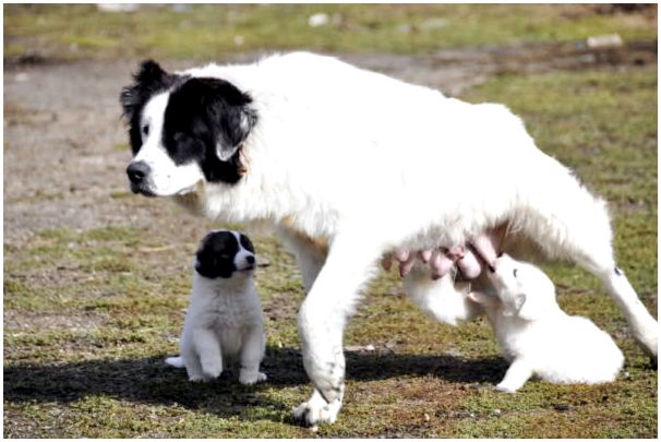 Болгарская овчарка кормит своих щенков