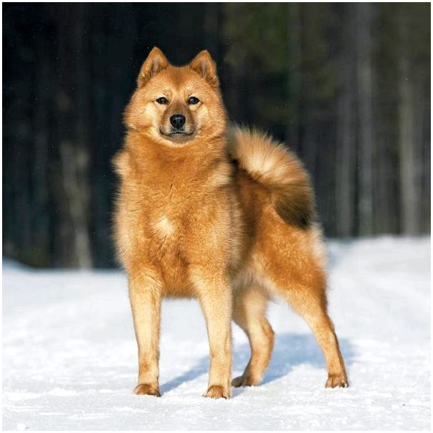 Порода собак карело финская лайка thumbnail