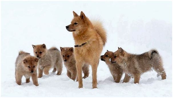 Карело-финская лайка фото со щенками
