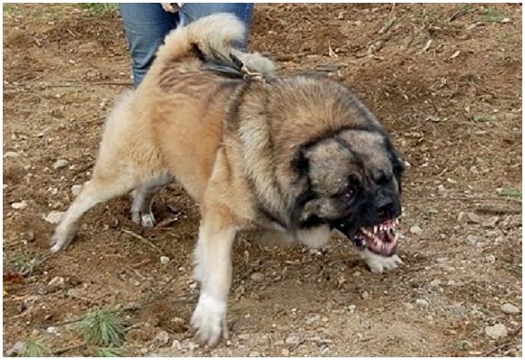 Порода собак кавказец фото щенки thumbnail