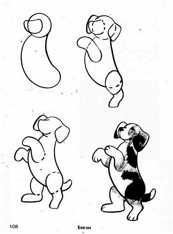 Породы собак рисунки карандашом для начинающих поэтапно