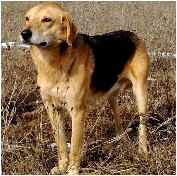 Породы собак с фотографиями русская гончая thumbnail