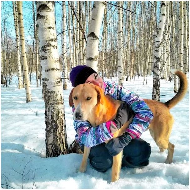 Породы собак с фотографиями русская гончая