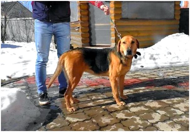 Породы собак с фотографиями русская гончая