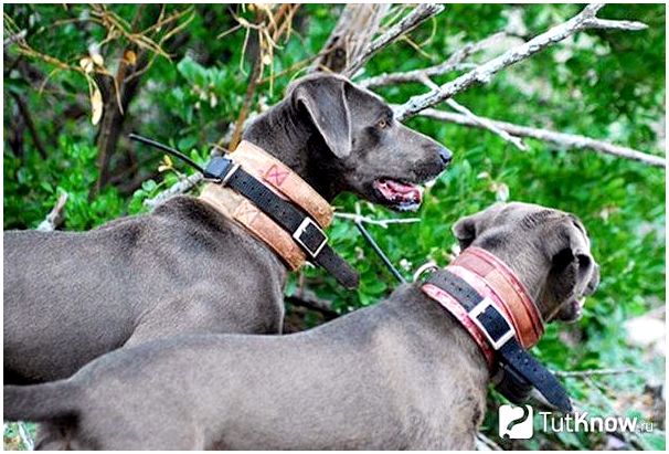 Две собаки породы блю-лейси