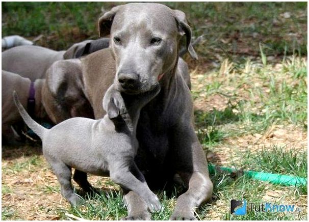Взрослая собака блю-лейси и её щенок