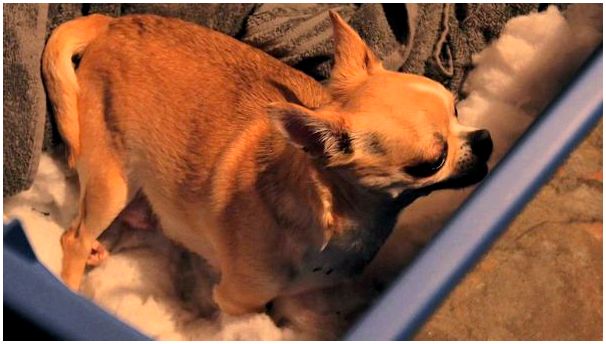 Беременная собака в манеже.