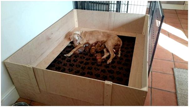 Собака лежит в манеже со своими щенками.