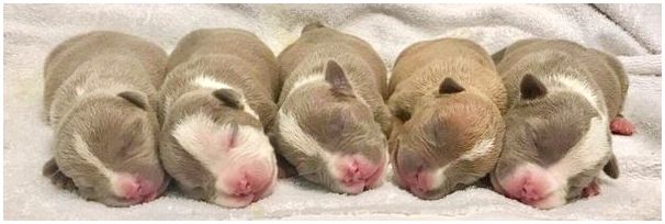Пять новорожденных щенков лежат рядом.