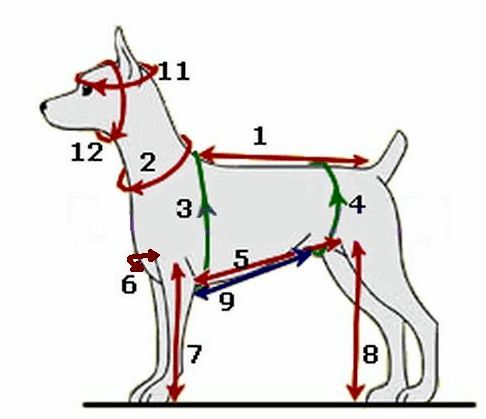 Как шить одежду для собак маленькой породы