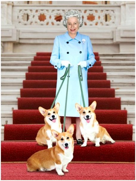 Какая порода собак королевская