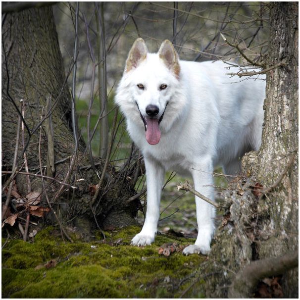 Северная инуитская собака белого окраса