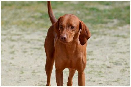 Фото рыжих собак с названием породы thumbnail