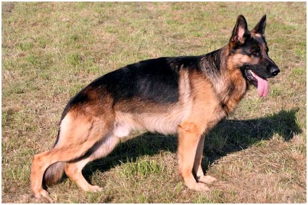 Какая собака лучше для охраны дома немецкая овчарка или алабай