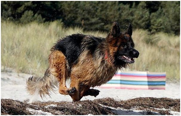Какая собака лучше для охраны дома немецкая овчарка или алабай