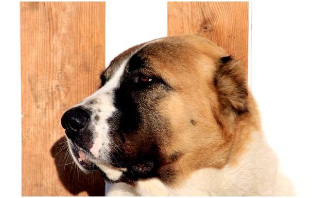 Какая собака лучше для охраны дома немецкая овчарка или алабай thumbnail