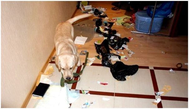 собака устроила беспорядок в квартире