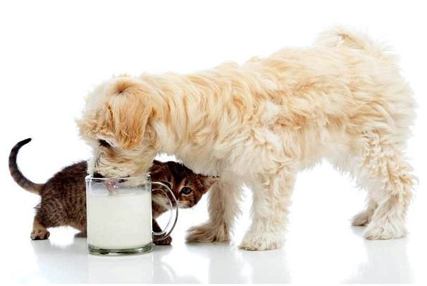 Собака пьет молоко