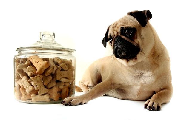 Какие дать собаке витамины для аппетита thumbnail