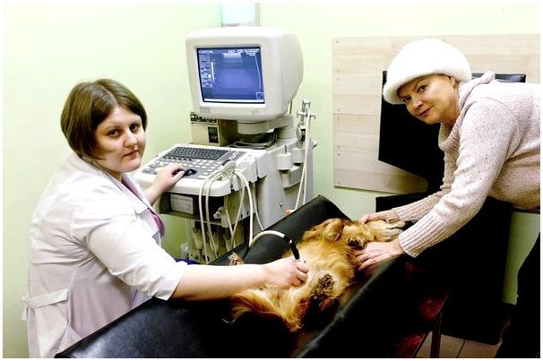 Ультразвуковая диагностика брюшной полости у собаки