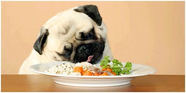 Что собакам можно из овощей