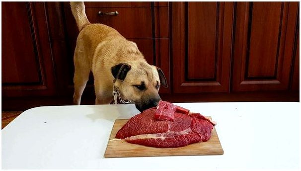 Каким мясом нужно кормить собаку сырым или вареным мясом
