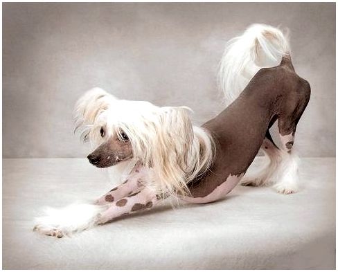 Порода собак китайская хохлатая одежда