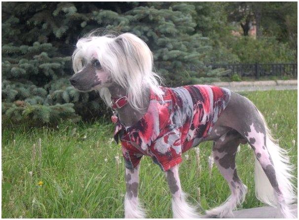 Порода собак китайская хохлатая одежда