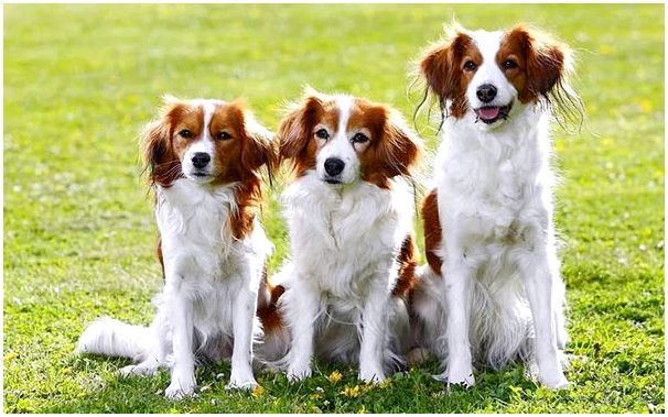 собаки породы Коикерхондье на фото