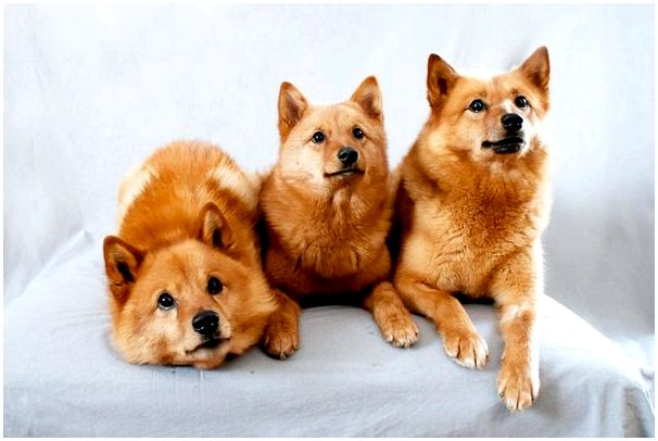 Порода собаки на коротких лапах похожая на лису
