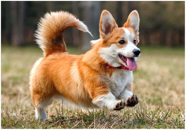 Порода собак лисичка с короткими ногами