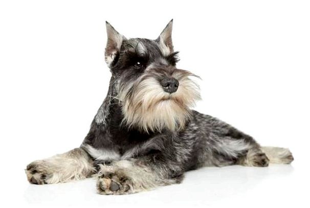 Рассмотрите фотографии собаки породы миттельшнауцер