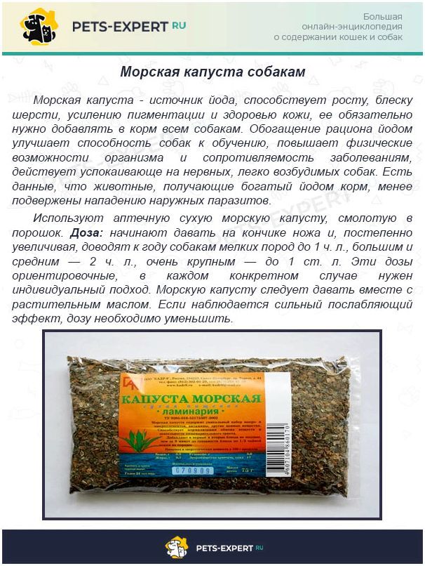 Капуста собакам можно давать. Морская капуста для собак. Сухая морская капуста для собак. Морская капуста для собак немецкой овчарки. Морская капуста аптечная как давать собакам.