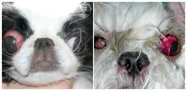 Порода собак ши тцу выпадают глаза фото