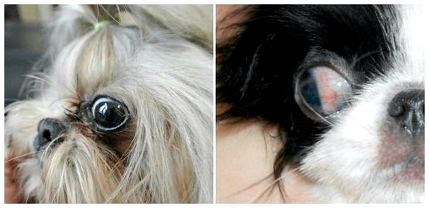 Порода собак ши тцу выпадают глаза фото
