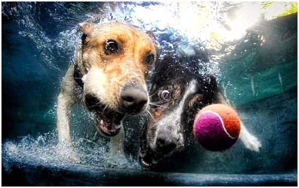 Порода собак умеющих плавать thumbnail