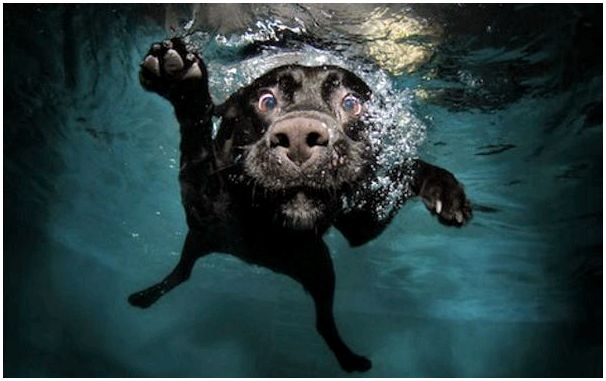 Порода собак умеющих плавать