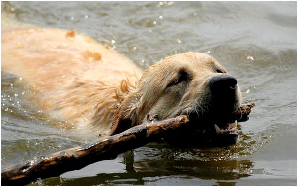 Порода собак умеющих плавать