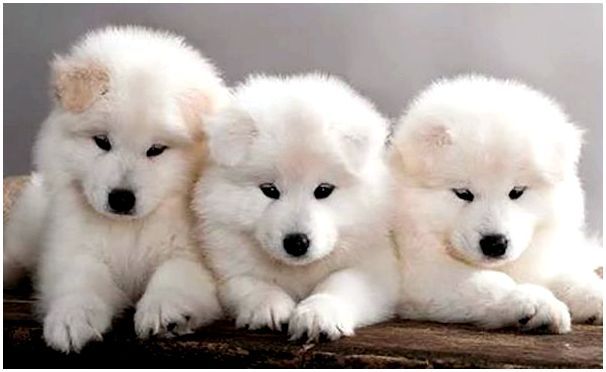 3 красивых щенка