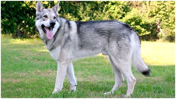 Собака породы немецкий волк thumbnail