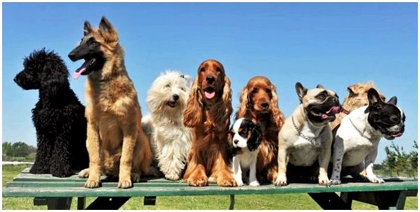 Сходства и различия разнообразных пород собак