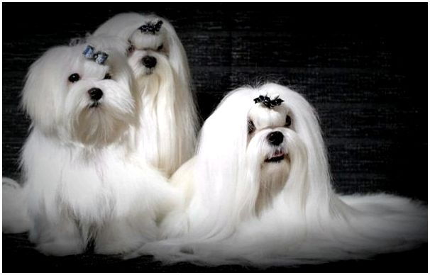 Фотографии мальтийская болонка порода собаки